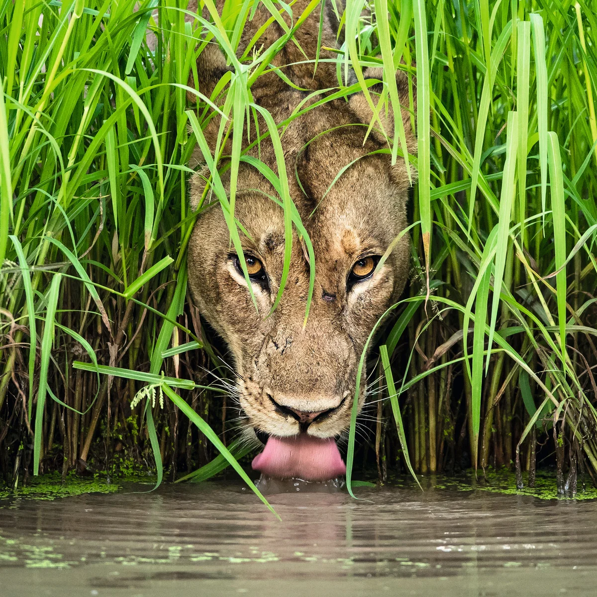 Wildlife Photography